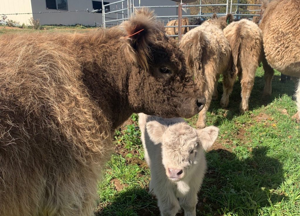 Dun Cow with Silver Calf