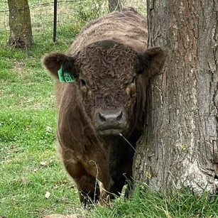 Young Galloway Bull Young Dun Galloway Bull demonstrating Galloway head