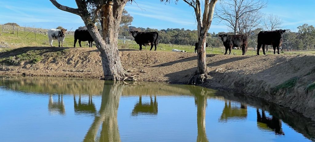 Galloway Cows on Dam
