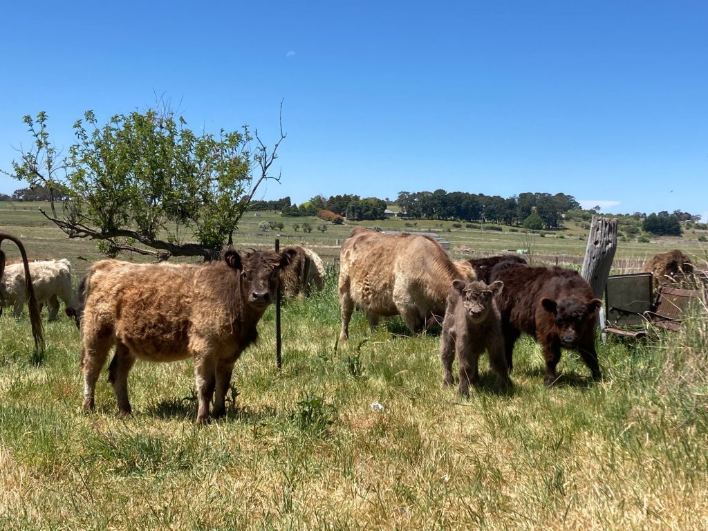 Grouping of Monreith Galloway Stud Cattle