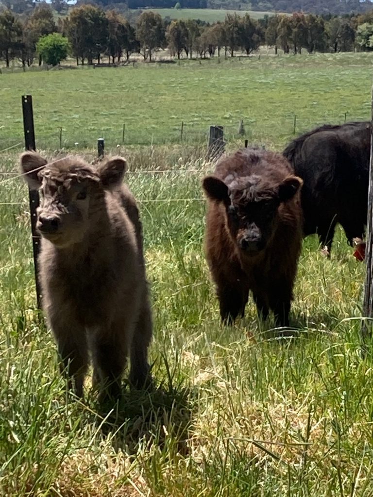 An image of three Monreith Galloway Stud Calves 2023