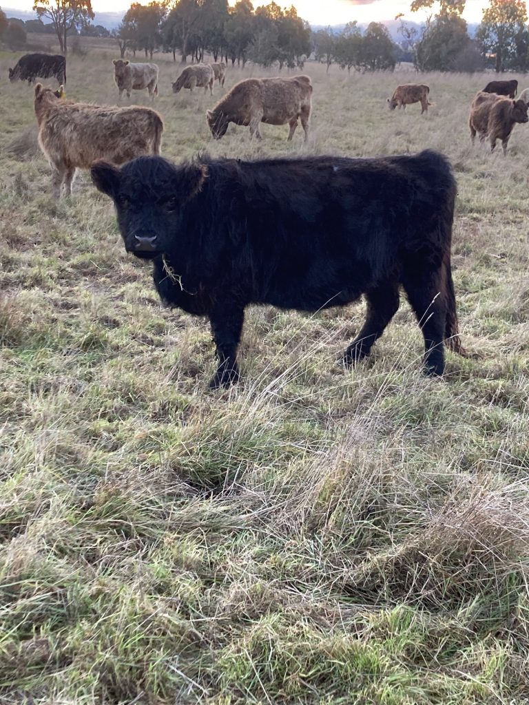 Beautiful Black Monreith Galloway Stud Cattle