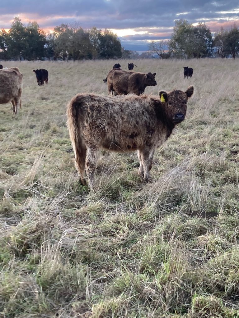 Monreith Galloway Stud - Heifer in field