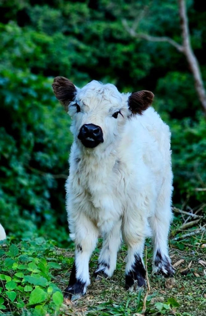 Mountain MiniMoos Miniature Galloways