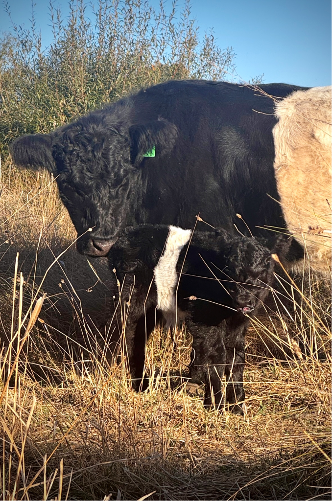 For Sale: Nguurruu Registered Belted Galloways